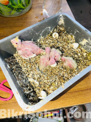 Cocatiel bird